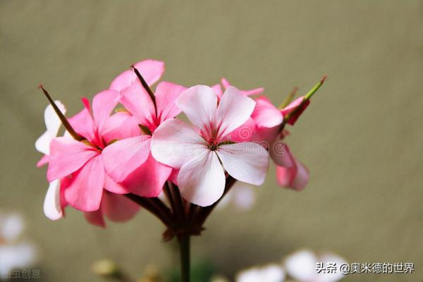 非洲唯一黃面板國家“馬達加斯加”的20個冷知識，你知道幾個？