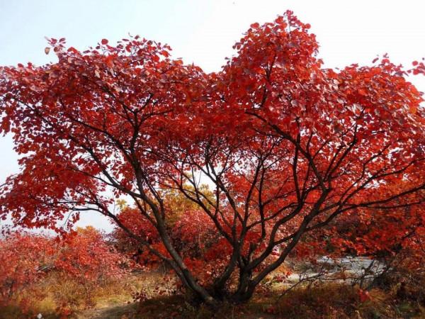 從繁殖到造型,在開啟三角楓盆景製作過程中感受繽紛世界 從繁殖到造型,在開啟三角楓盆景製作過程中感受繽紛世界