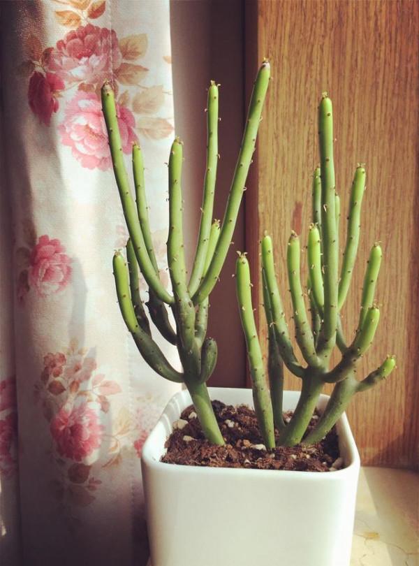 除了最常見的綠蘿，這些花&OpenCurlyDoubleQuote;也有毒&rdquo;，快看看你家裡有沒有