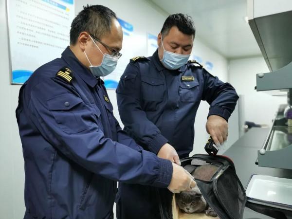 【行郵監管】帶愛寵出國，總共分幾步？