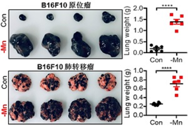 北大研究:錳離子或能加強滅癌能力,2個補錳建議,分享給家人 北大研究:錳離子或能加強滅癌能力,2個補錳建議,分享給家人