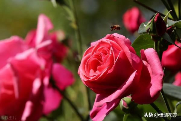 月季養護心得之病蟲害防治