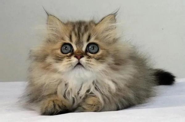 家養貓咪大彙總「三」 家養貓咪大彙總「三」