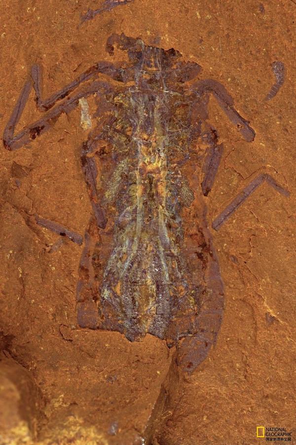 新發現的史前雨林化石令人驚歎