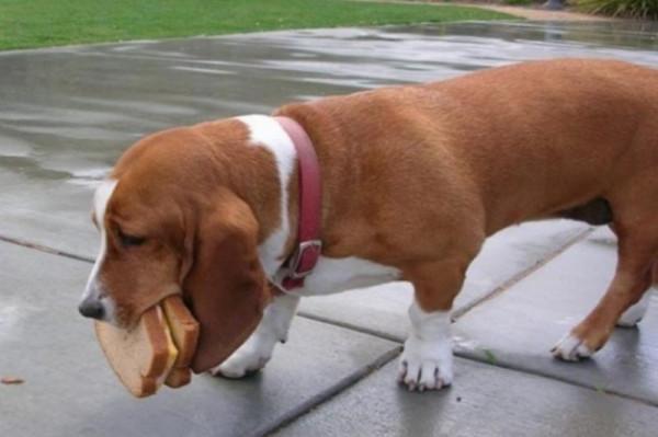 因搞破壞被抓時的狗狗,它的表情我能笑一天 因搞破壞被抓時的狗狗,它的表情我能笑一天