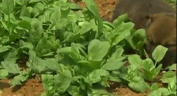 義母花犬哺育狼幼崽，入狼群和大灰談戀愛，動物的愛情也是愛情