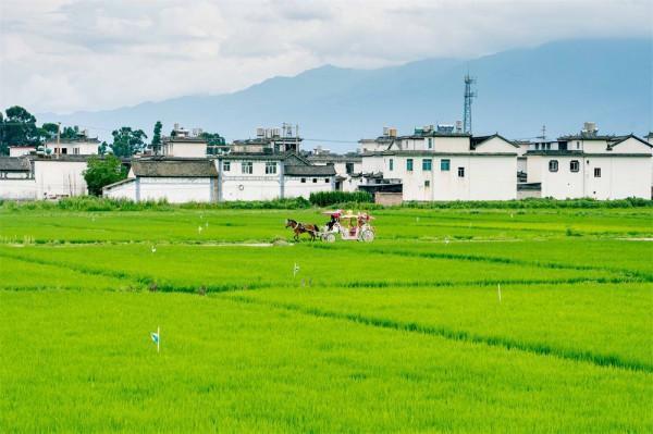 喜洲古鎮，許你一個綠野仙蹤的童話夢境