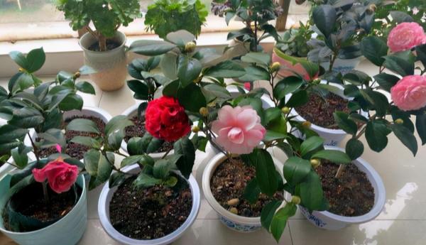 元旦前，“七種花”趕緊搬到陽臺上凍一凍，生長茂盛，花苞呼呼冒