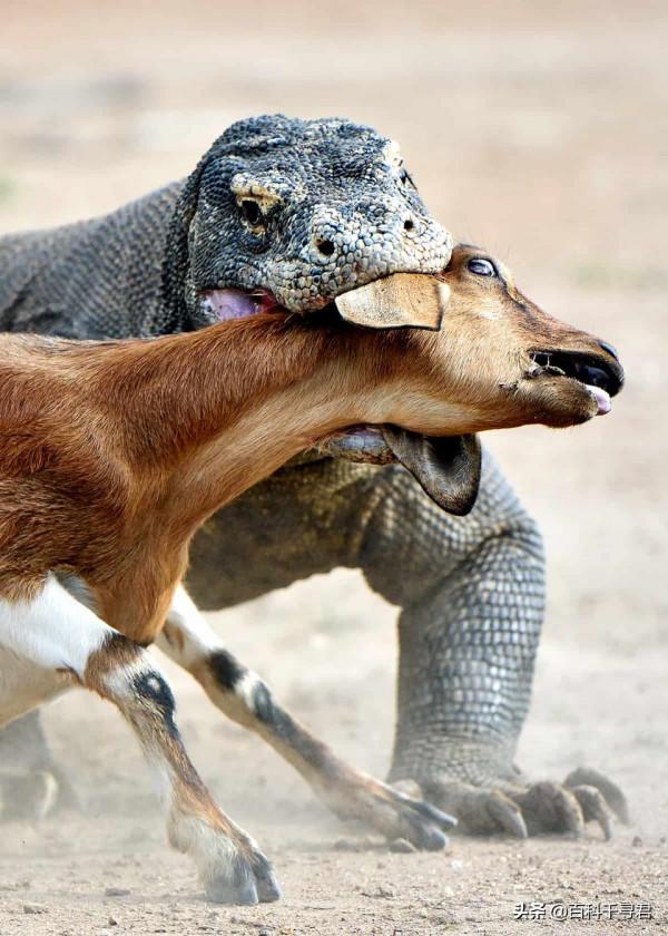 現存最大的蜥蜴,被“神話”的科莫多巨蜥,其真正實力到底如何? 現存最大的蜥蜴,被“神話”的科莫多巨蜥,其真正實力到底如何?