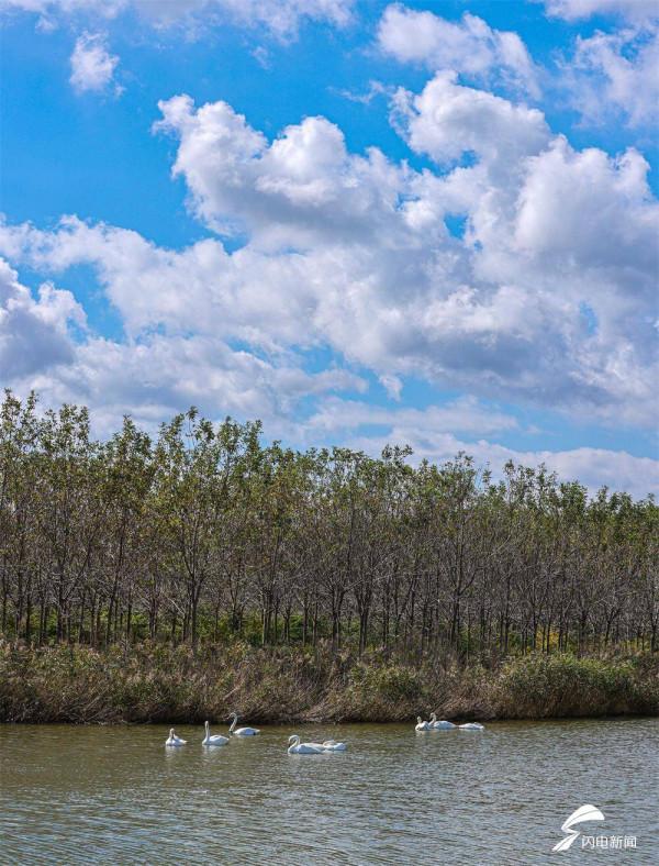 組圖丨今年首批越冬大天鵝飛抵威海榮成