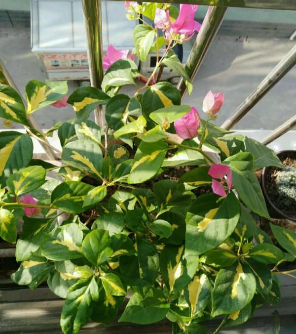 勤花三角梅中的“機器王”,曬曬太陽就開花,花朵鮮豔不徒長 勤花三角梅中的“機器王”,曬曬太陽就開花,花朵鮮豔不徒長