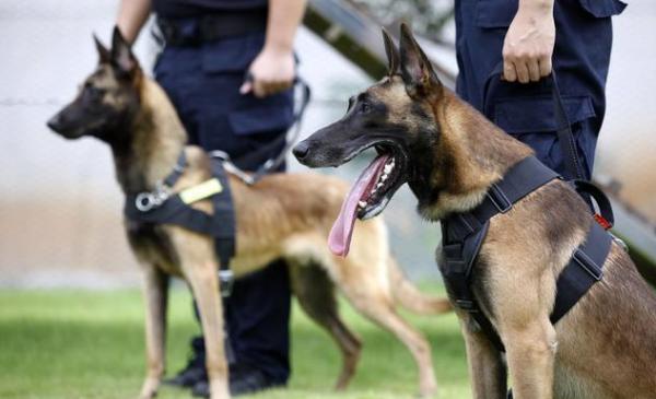 馬犬是否純種，看這些地方就行，因為串串是裝不出來的