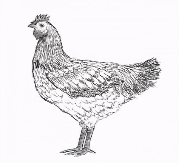 雲南六大名雞,哪隻是你們家鄉的? 雲南六大名雞,哪隻是你們家鄉的?