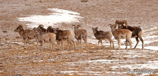 徒步穿越魔鬼谷，被稱為沙漠之王的趙子允，忘卻生死才能幕天席地