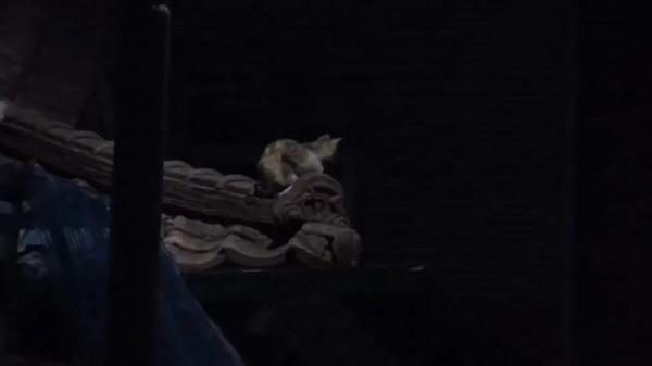 窗外的貓咪每夜都會哭泣,大家都覺得很害怕,找到原因後被感動了 窗外的貓咪每夜都會哭泣,大家都覺得很害怕,找到原因後被感動了