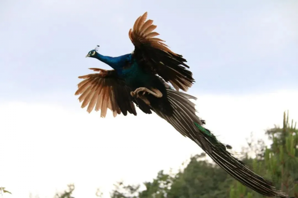 春節嗨玩預警！雲南野生動物園&OpenCurlyDoubleQuote;萌虎&rdquo;陪你賀新年，2022虎虎生威