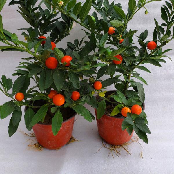 入手吉慶果，做好這4點，紅彤彤的果子像極了小燈籠，非常喜慶