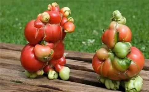 預言科比墜機的美國動畫片的13個神預言，預言特朗普當選總統