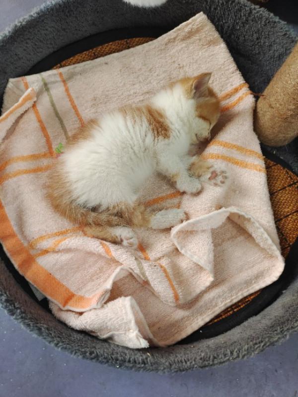 領養了一隻很可愛的貓