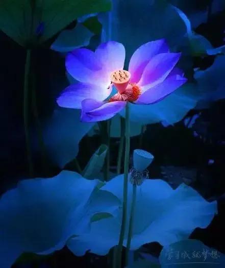 世界金獎醉美的花卉