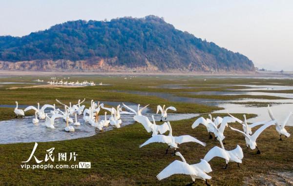 江西鄱陽湖：溼地天鵝舞