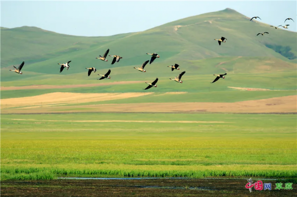 帶你的心靈去遠方！雲遊“醉美天堂”額侖草原（純美組圖）