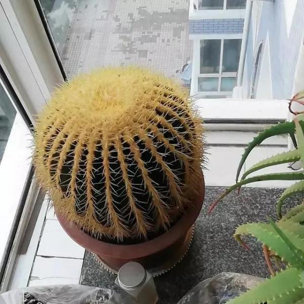 分享圖片五種長得醜但&OpenCurlyDoubleQuote;旺家宅&rdquo;的花