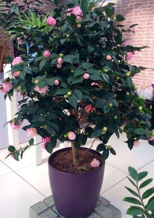 喜歡養花的朋友,不如養一顆比香水還香的茶花——香妃 喜歡養花的朋友,不如養一顆比香水還香的茶花——香妃