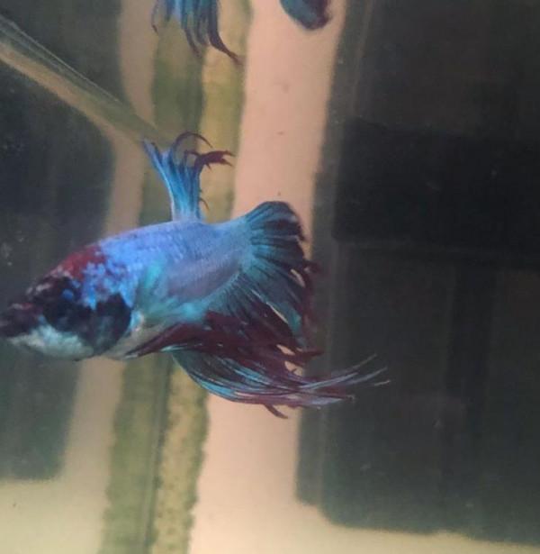 外國妹子救回一條顏色慘白的瀕死鬥魚，兩週後，奇蹟發生