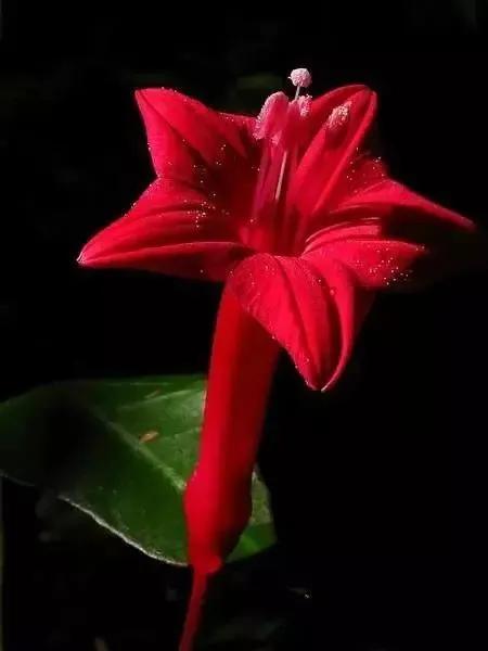 世界上100種奇花，你見過的有哪些