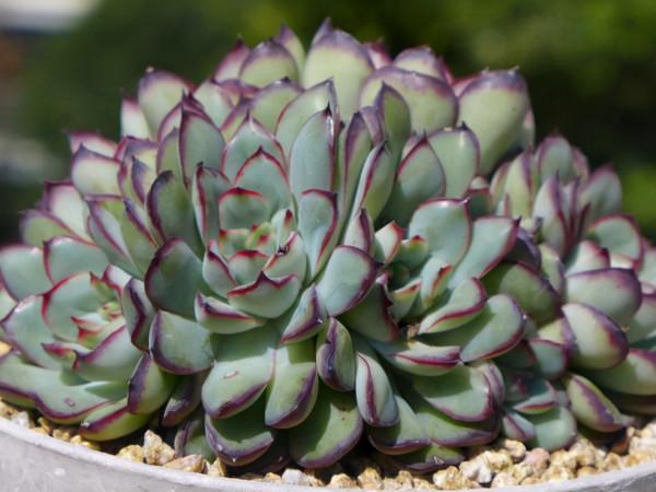 這3種多肉養在室內陽臺上，也可以越變越漂亮，養護難度都不大