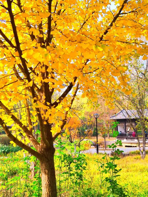 北京玉淵潭公園：如詩如畫的秋日美景