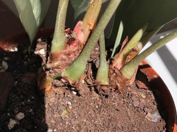 心形大葉子明脈花燭,摸起來有天鵝絨般的質感,開的花朵似飛鶴 心形大葉子明脈花燭,摸起來有天鵝絨般的質感,開的花朵似飛鶴