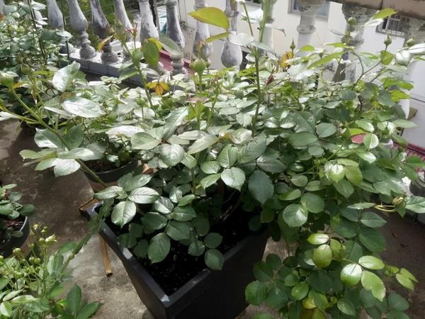 元旦前，“七種花”趕緊搬到陽臺上凍一凍，生長茂盛，花苞呼呼冒