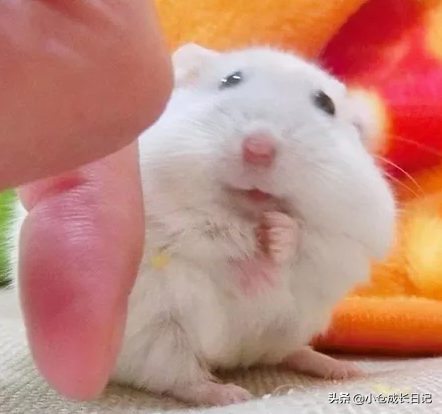 養倉鼠後，生活處處是“驚喜”…