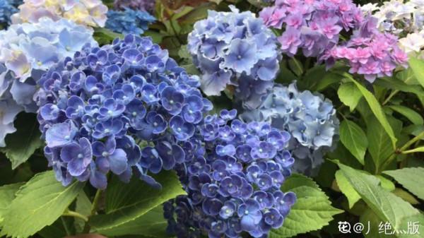 “外甥正月不剃頭”，8種花正月不能剪，還要再忍1個月