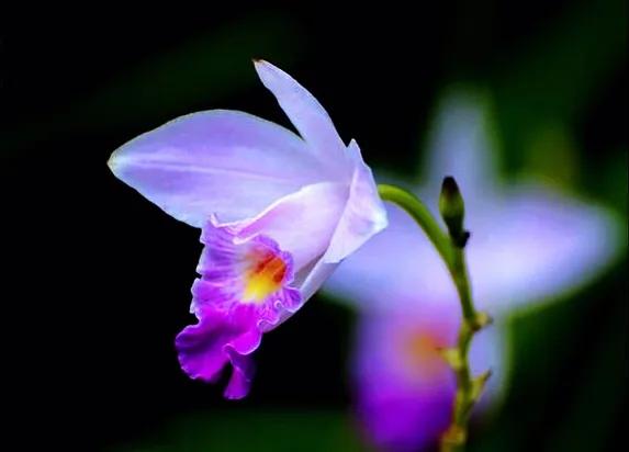 竹葉蘭-植株較大，花色鮮豔，花型像美麗的卡特蘭，且有香味