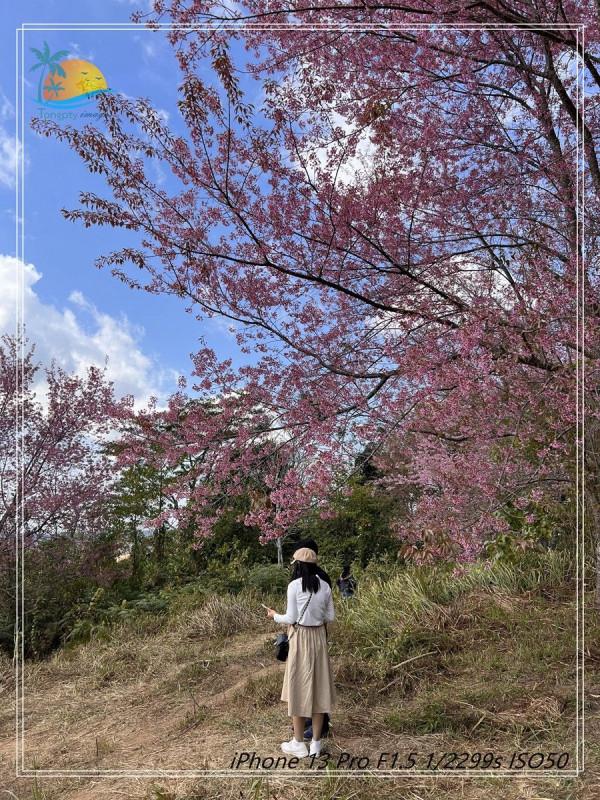 泰國的雲海仙境&mdash;&mdash;考柯