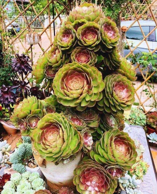 6種可以養成樹的&OpenCurlyDoubleQuote;多肉&rdquo;，地方大定要養一盆，越大越漂亮