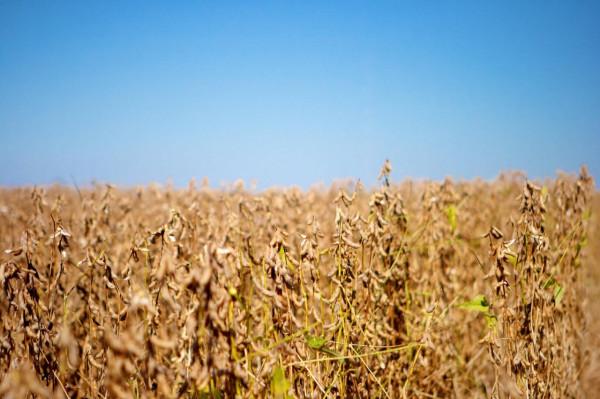 美國的大豆一畝能產多少斤？和中國相比，能高出多少斤？