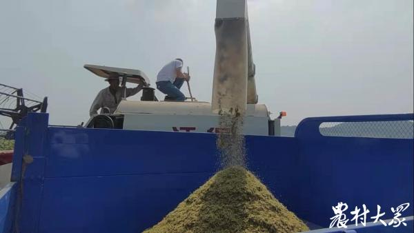 收割機隆隆聲響,金黃穀子喜豐收 收割機隆隆聲響,金黃穀子喜豐收