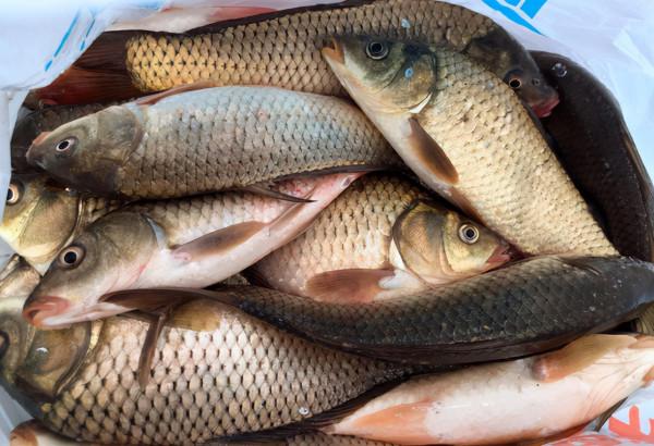 這4種魚平時儘量少吃,或對身體不利,來看下 這4種魚平時儘量少吃,或對身體不利,來看下