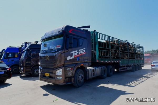 科左後旗牛市拉動牛產業 科左後旗牛市拉動牛產業