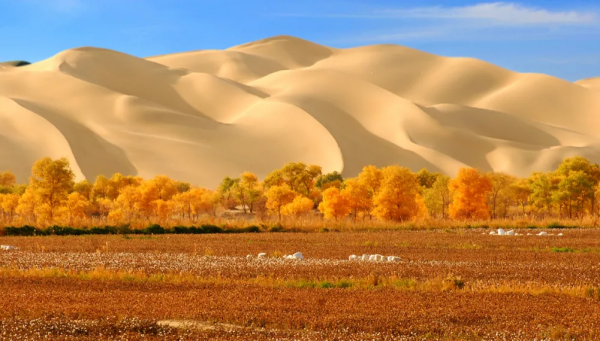 如果一年只能去一次南疆，千萬不要秋天去