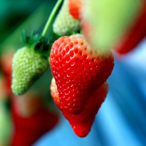 北京農產品地理標誌目錄 北京農產品地理標誌目錄