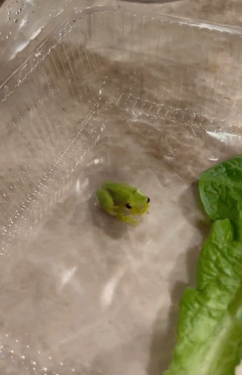 小哥在沙拉里發現了一隻小青蛙後，在網上直播起了養蛙生活