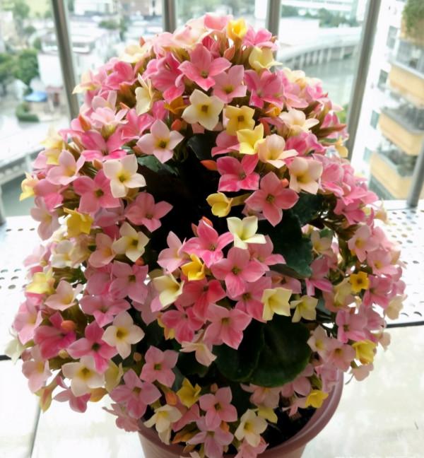 3種“養不死”的花，適合新手，不只是好養，關鍵很漂亮