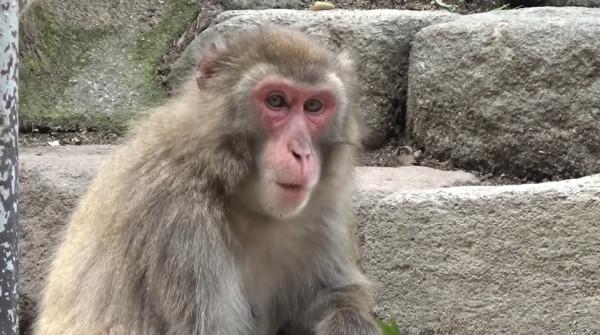 日本70年來首個母猴王!打跑公猴當上霸主,卻因";三角戀";地位不穩 日本70年來首個母猴王!打跑公猴當上霸主,卻因";三角戀";地位不穩