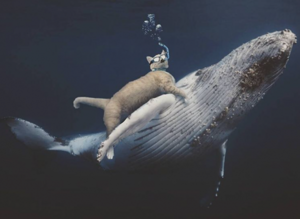 巨萌：當小貓咪變成巨人