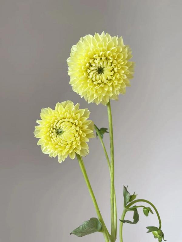 植庫‖豐富多彩的大麗花竟被冠為慘案之名？